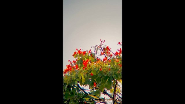 Orange-winged Amazon - ML647256606