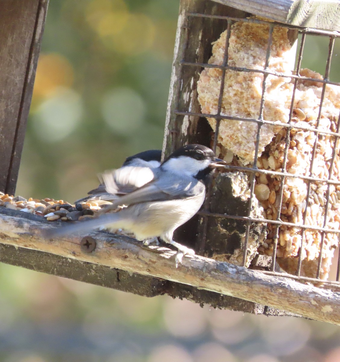 Каролинская гаичка - ML647256614