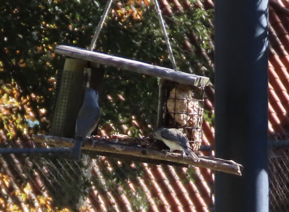 gråduskmeis - ML647256615