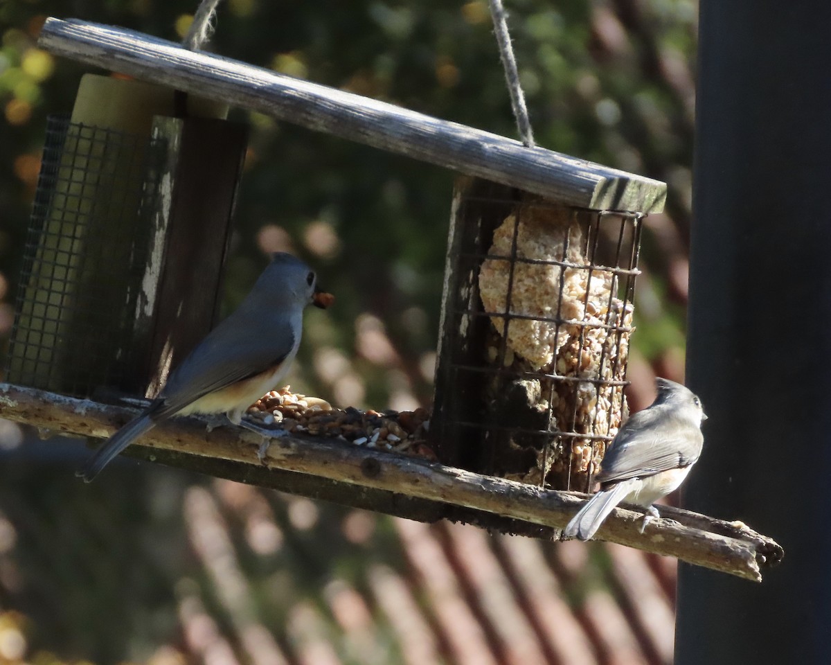 gråduskmeis - ML647256619