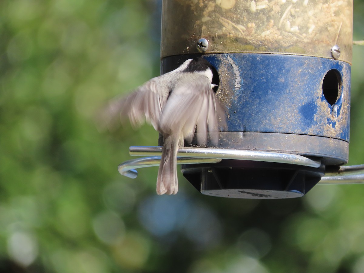 Каролинская гаичка - ML647256621