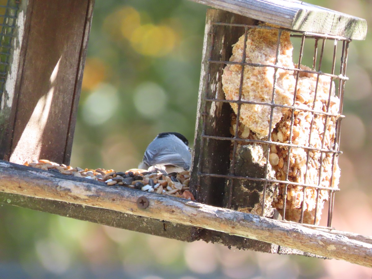 Каролинская гаичка - ML647256623