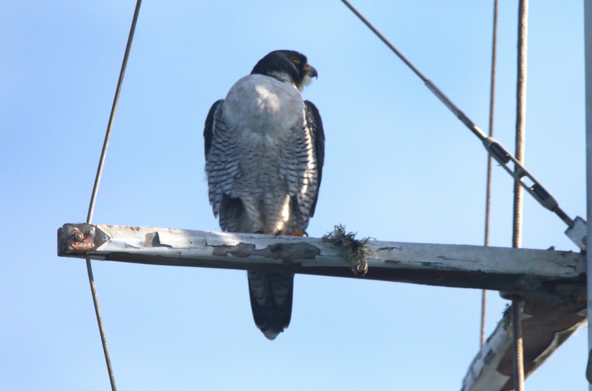 Peregrine Falcon - ML647256625