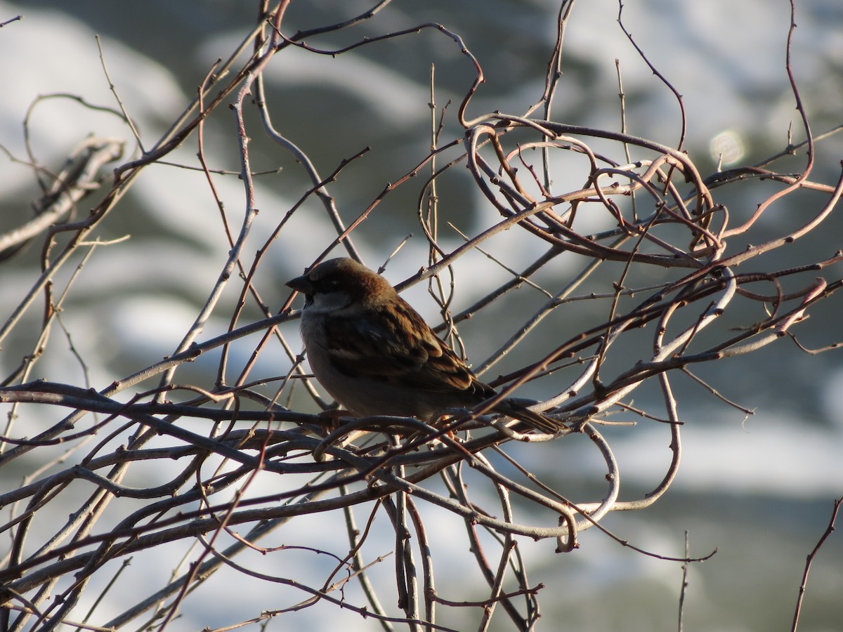 House Sparrow - ML647256628