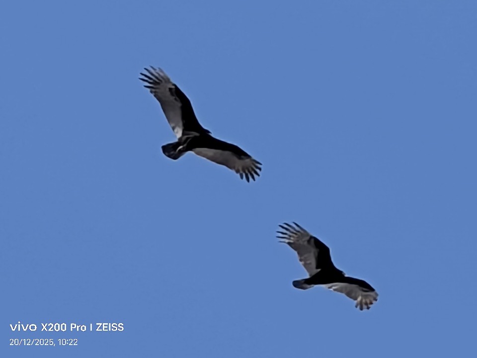 ヒメコンドル - ML647256630