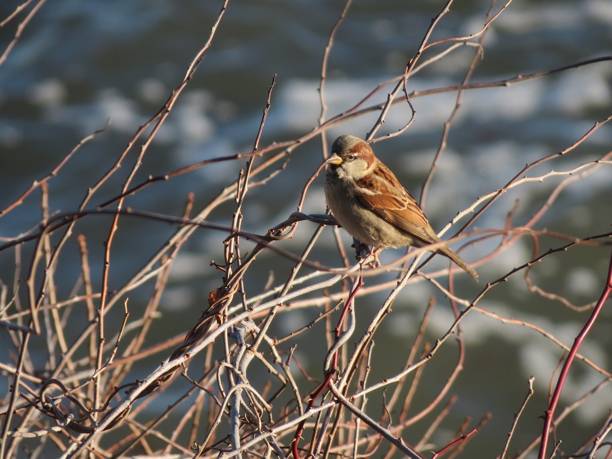 House Sparrow - ML647256635