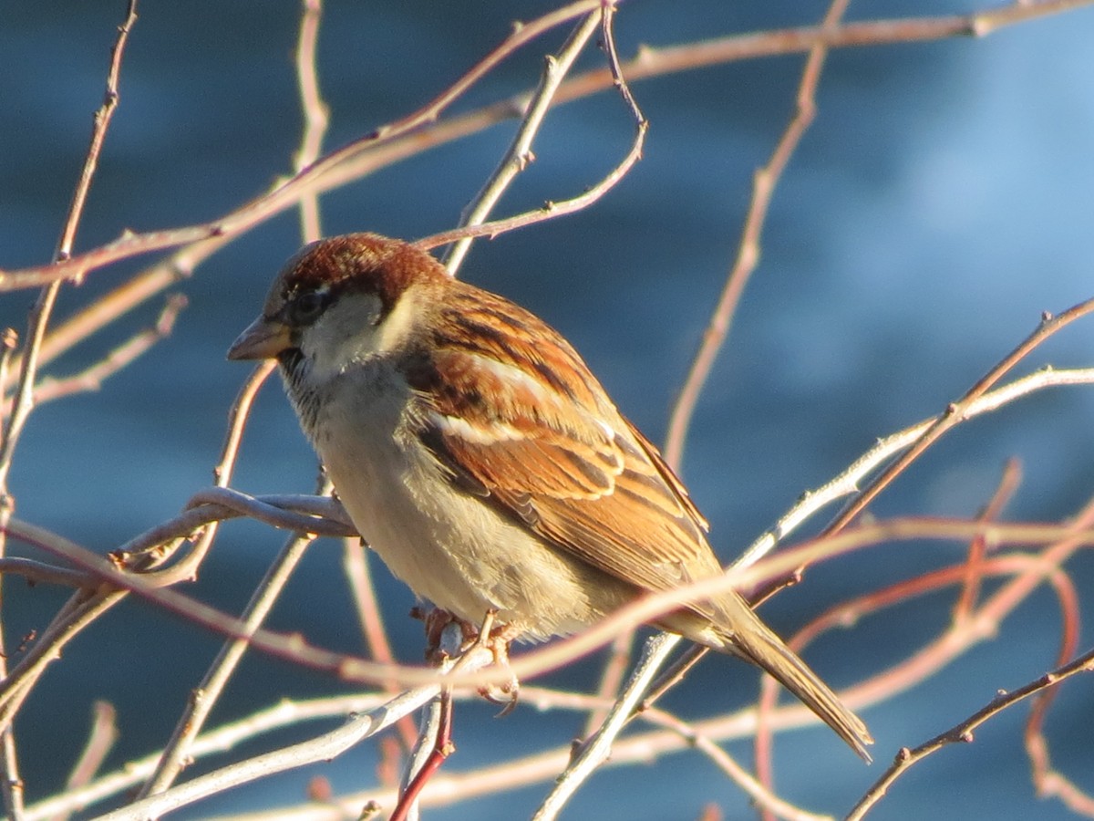 House Sparrow - ML647256638