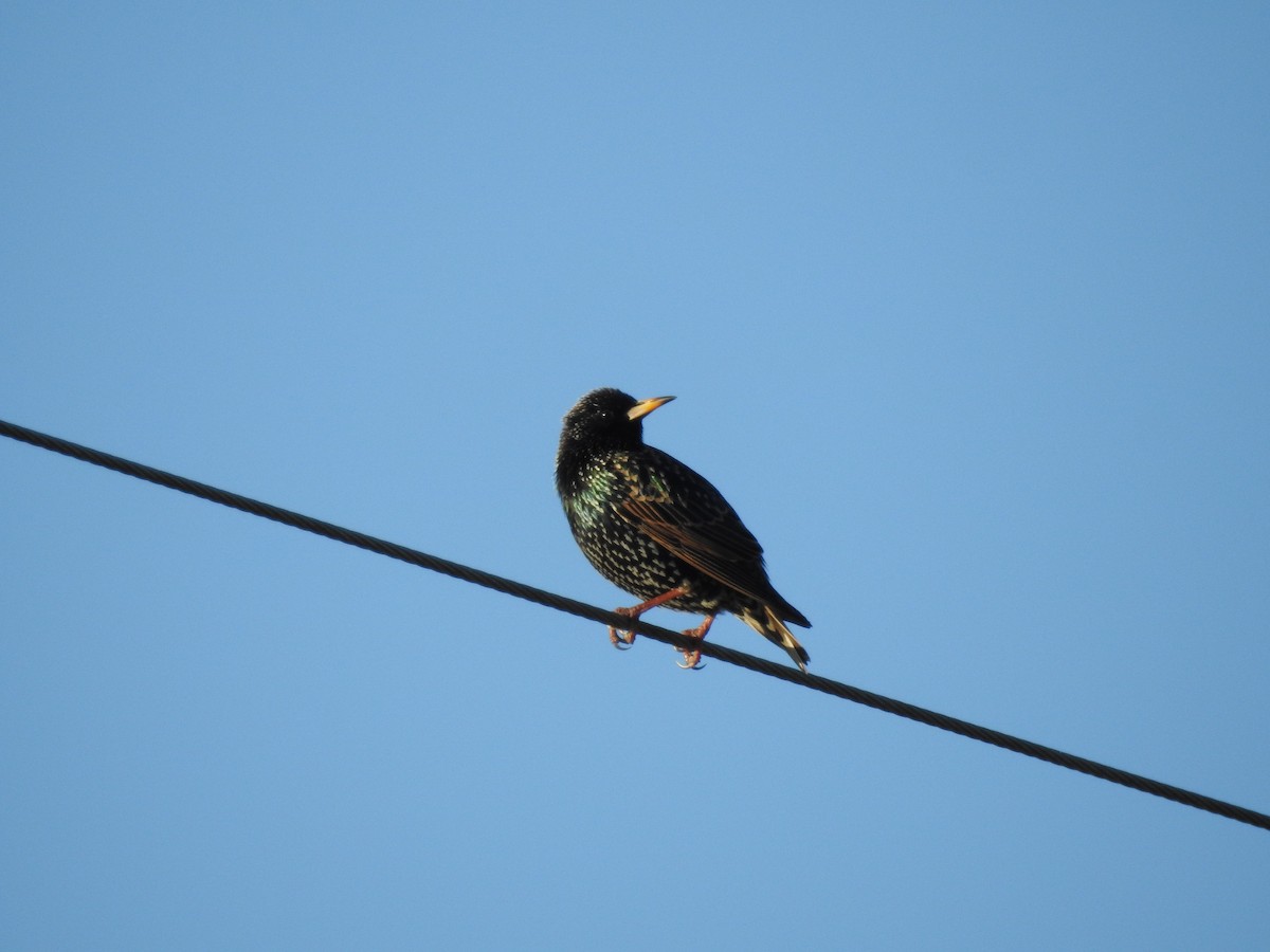European Starling - ML647256640