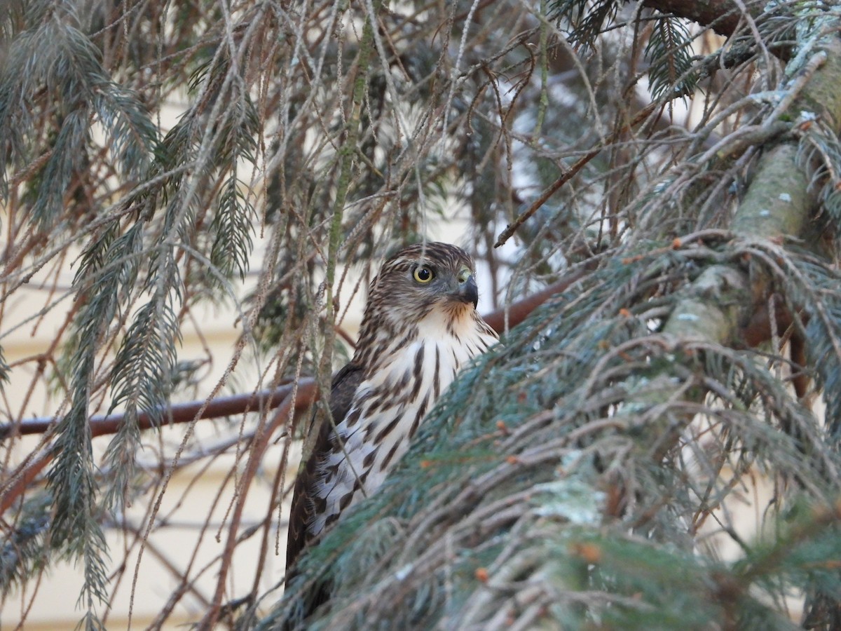 Cooper's Hawk - ML647256641