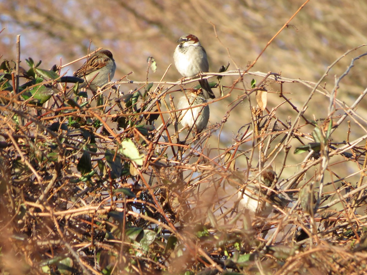 House Sparrow - ML647256645