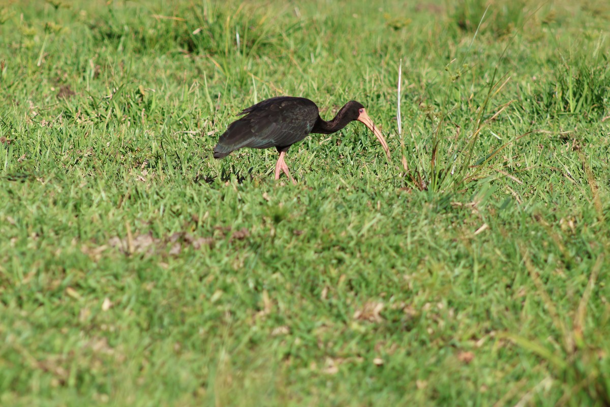 Bare-faced Ibis - ML647256652