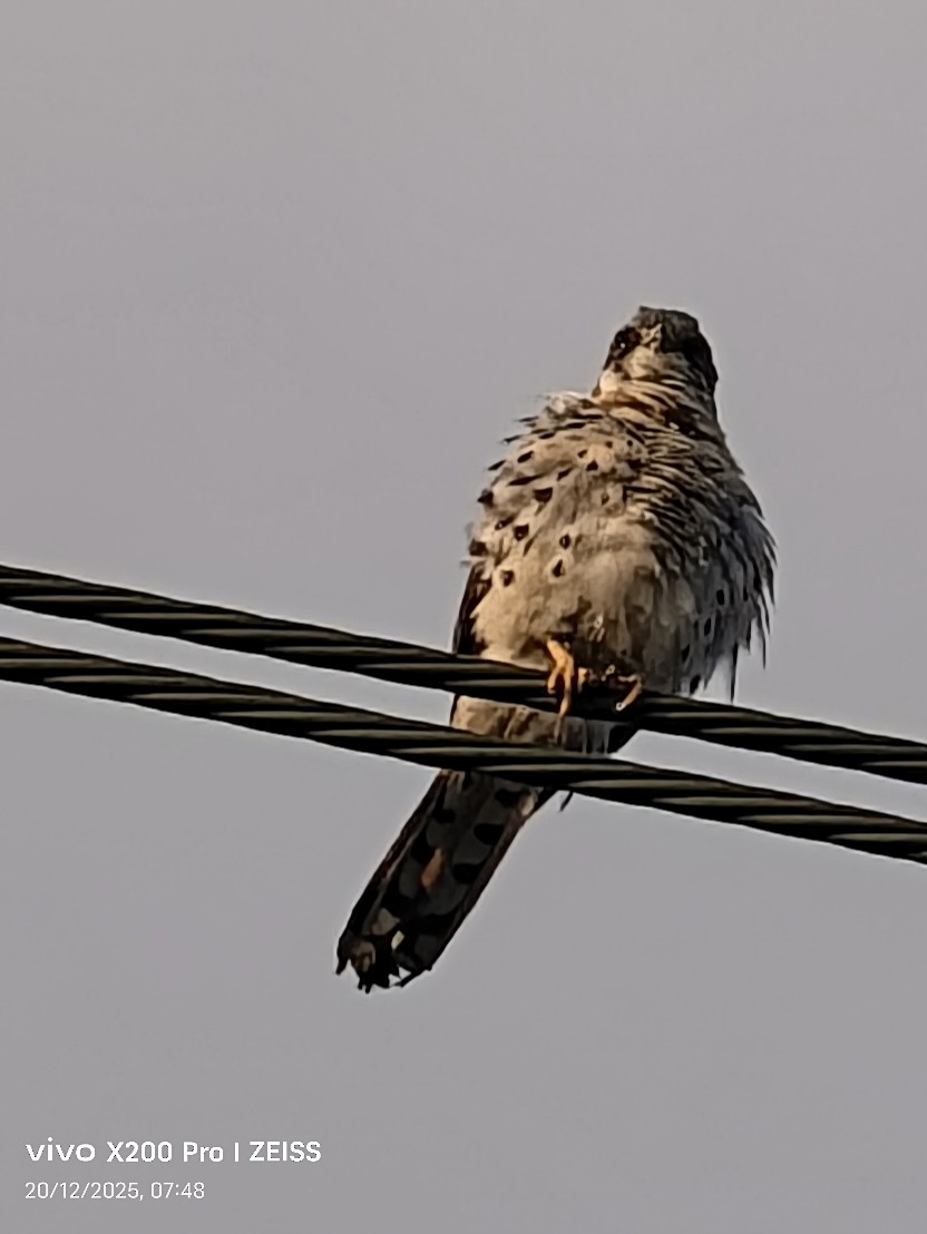 アメリカチョウゲンボウ - ML647256655