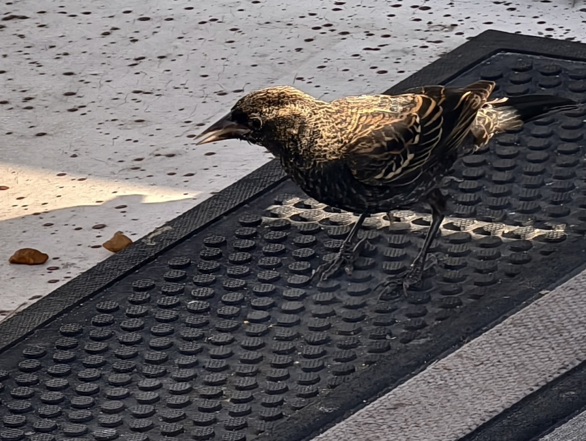 Red-winged Blackbird - ML647256663