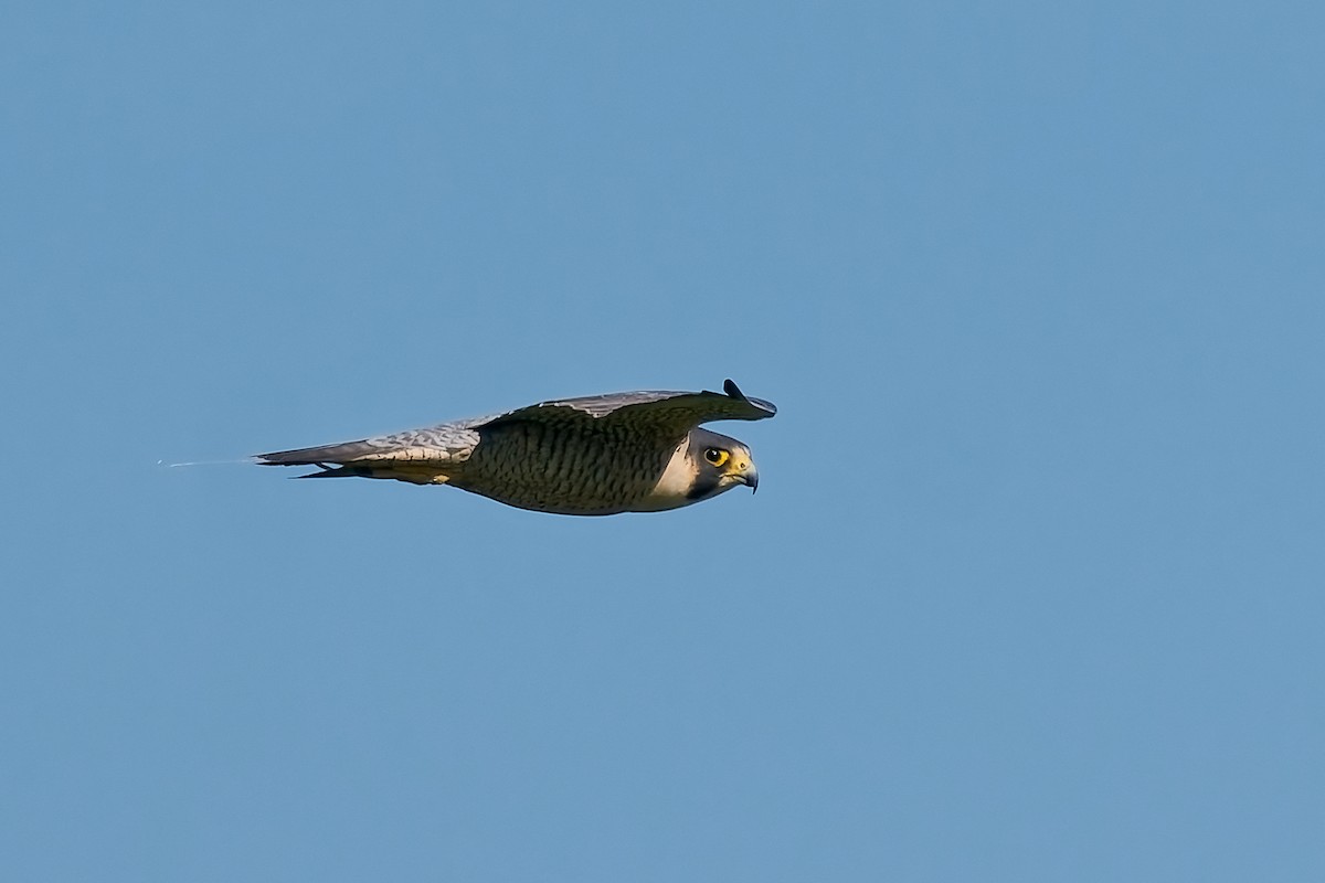Peregrine Falcon - ML647256668
