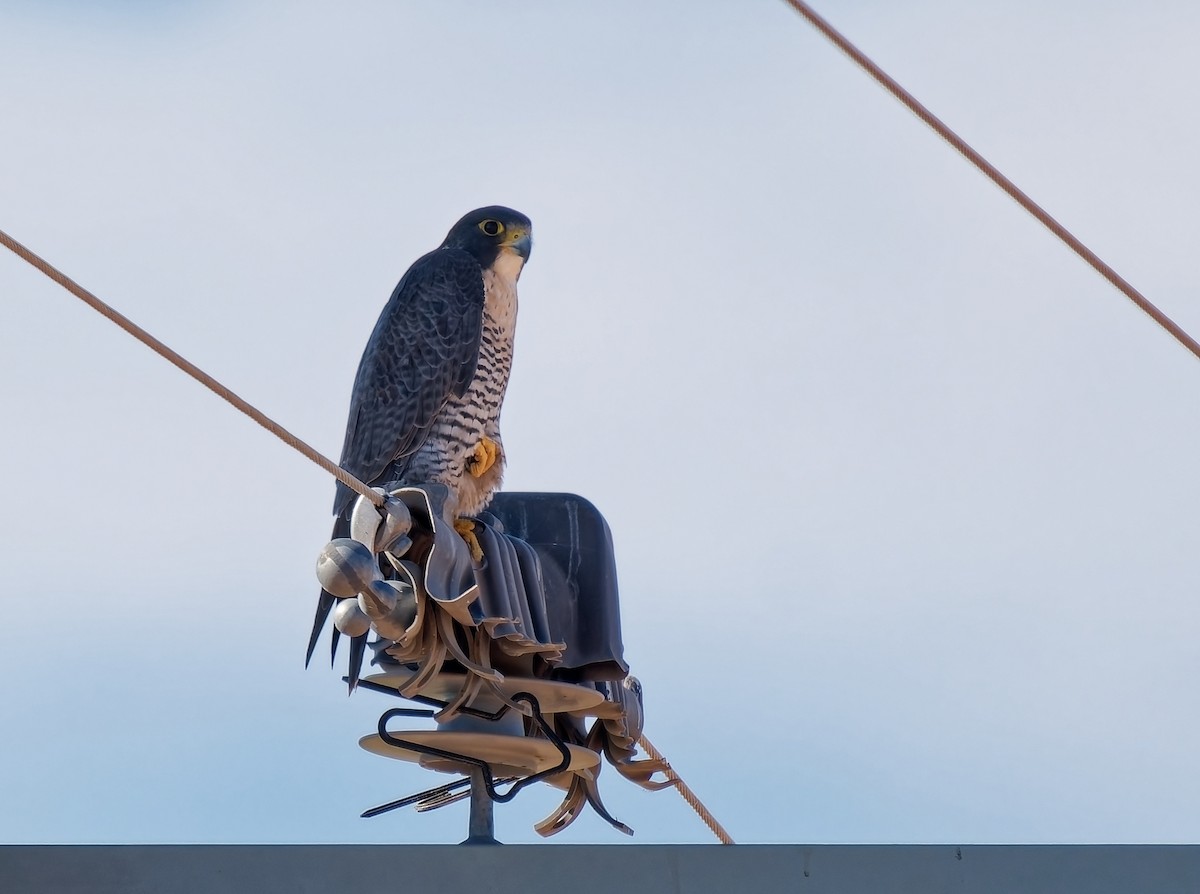 Peregrine Falcon - ML647256670