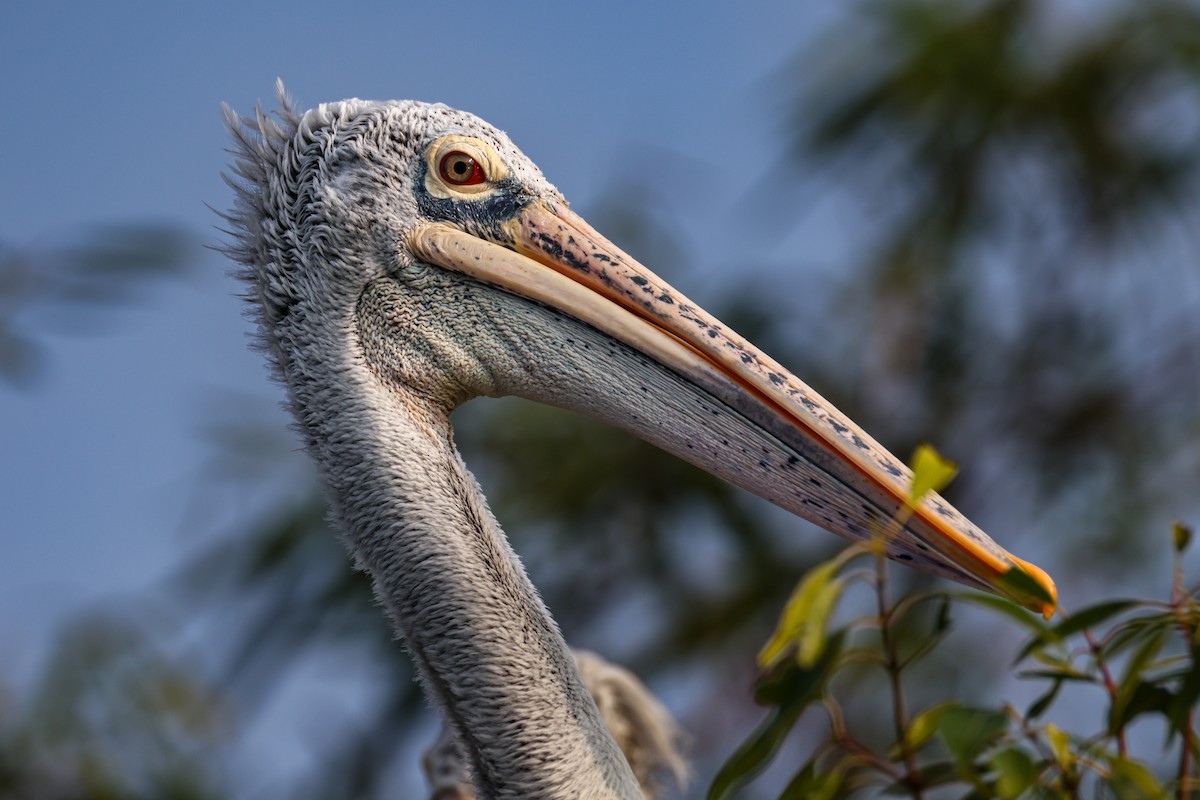 Pelikano tantoduna - ML647256673