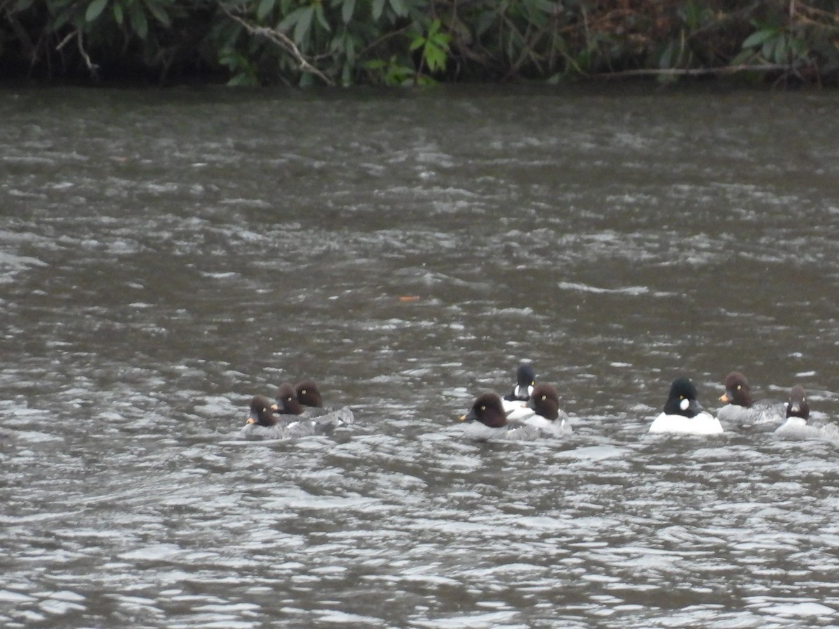 Common Goldeneye - ML647256679
