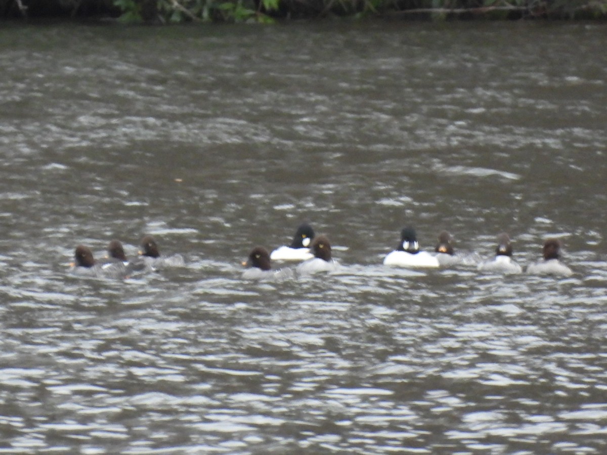 Common Goldeneye - ML647256680