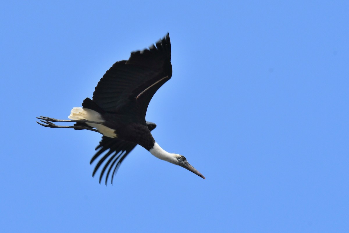 African Woolly-necked Stork - ML647256682