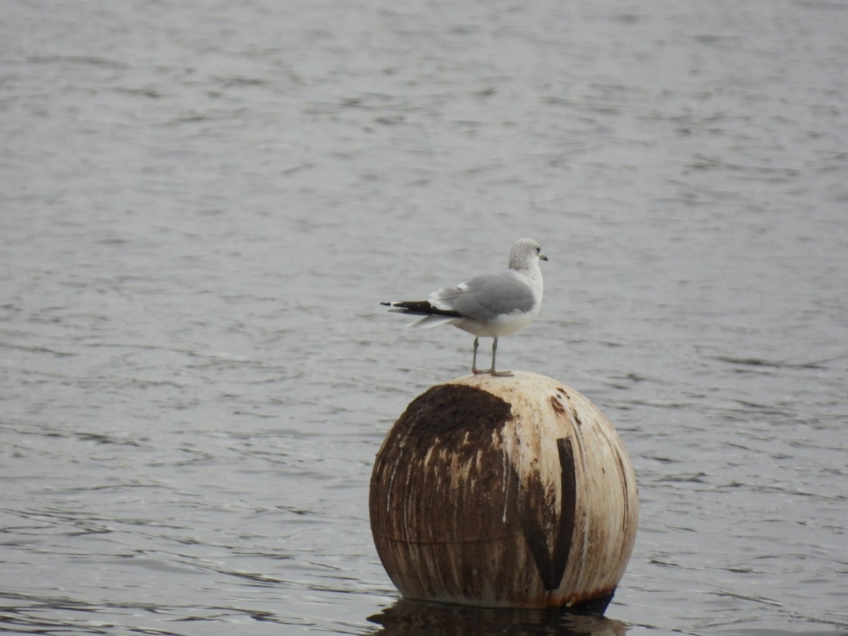 Common Gull - ML647256709