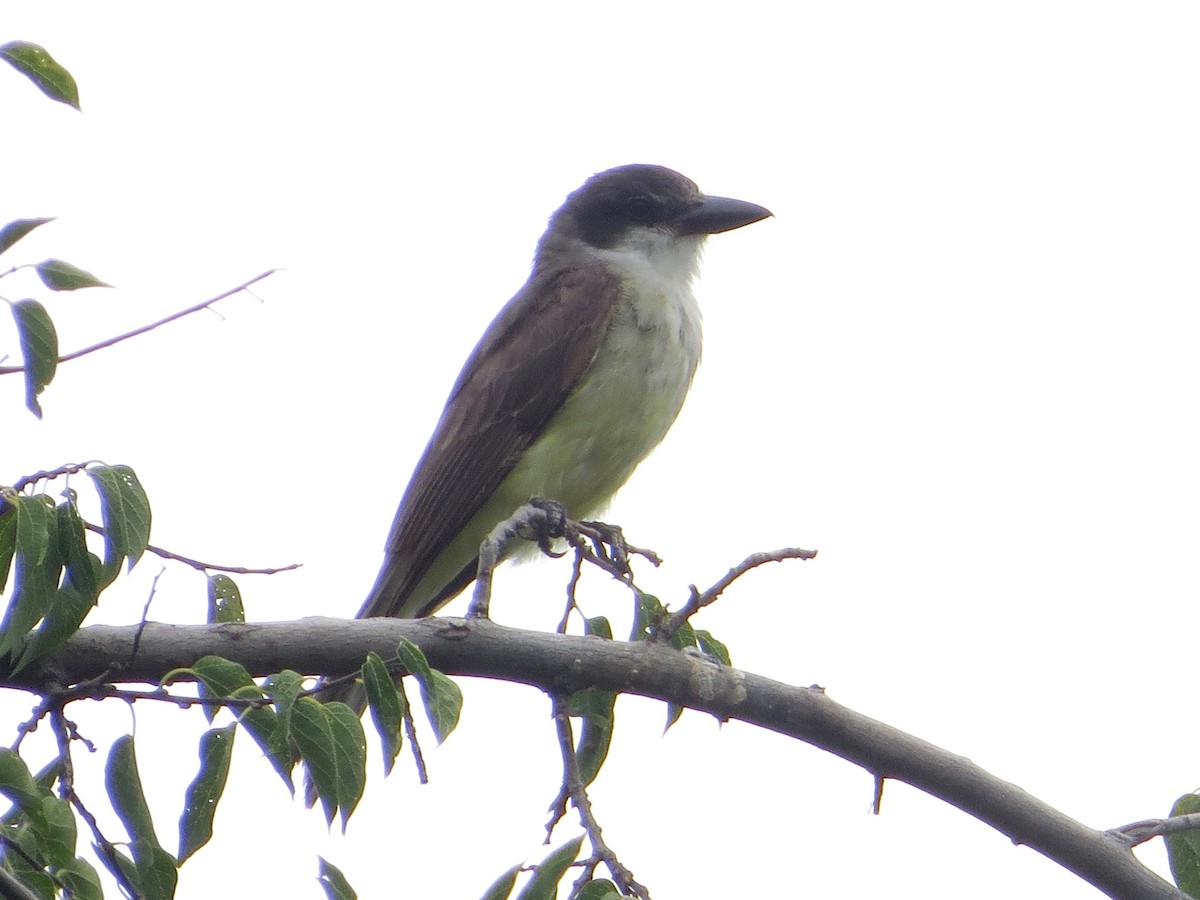 Thick-billed Kingbird - ML64725671