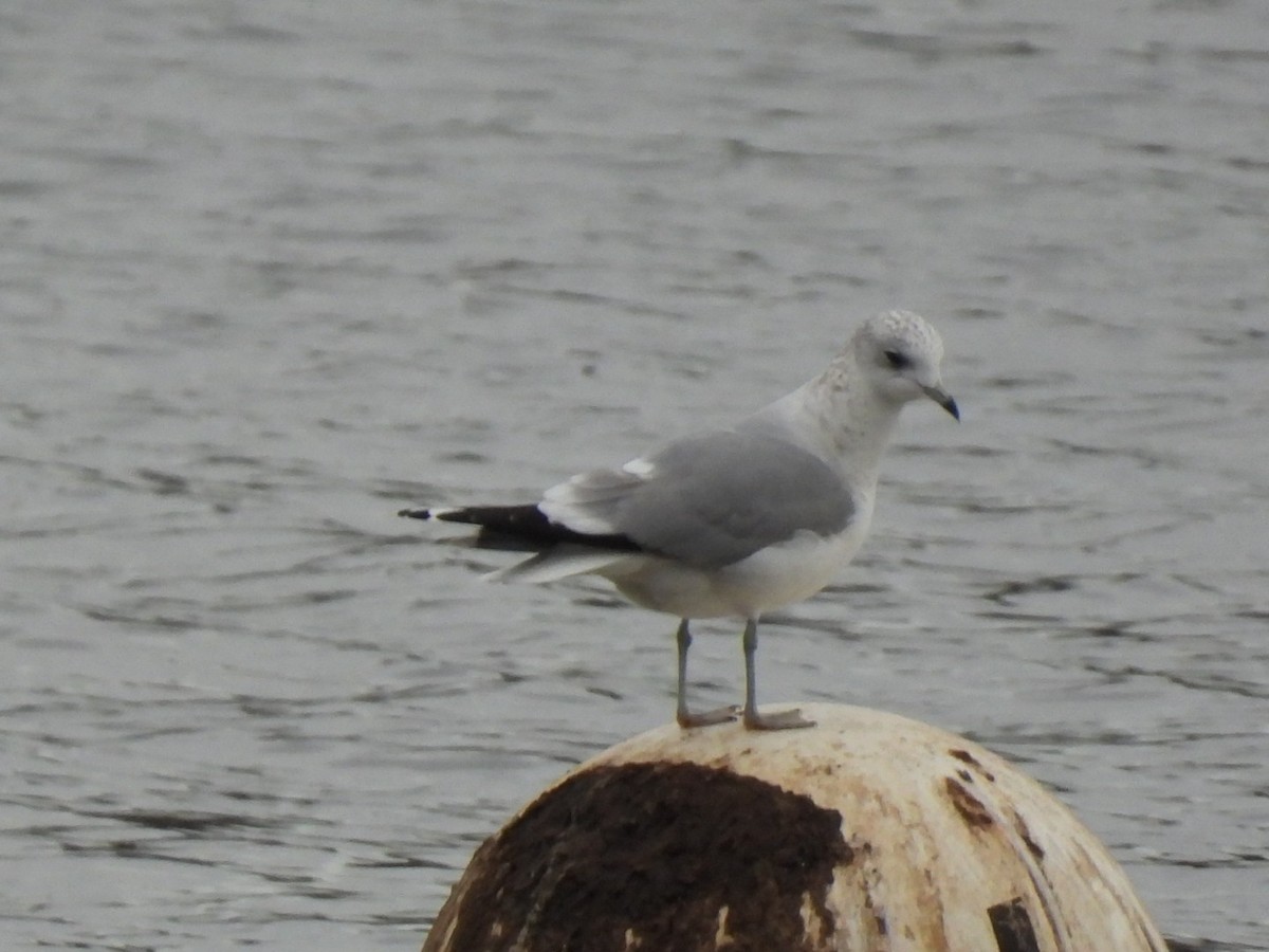 Common Gull - ML647256710