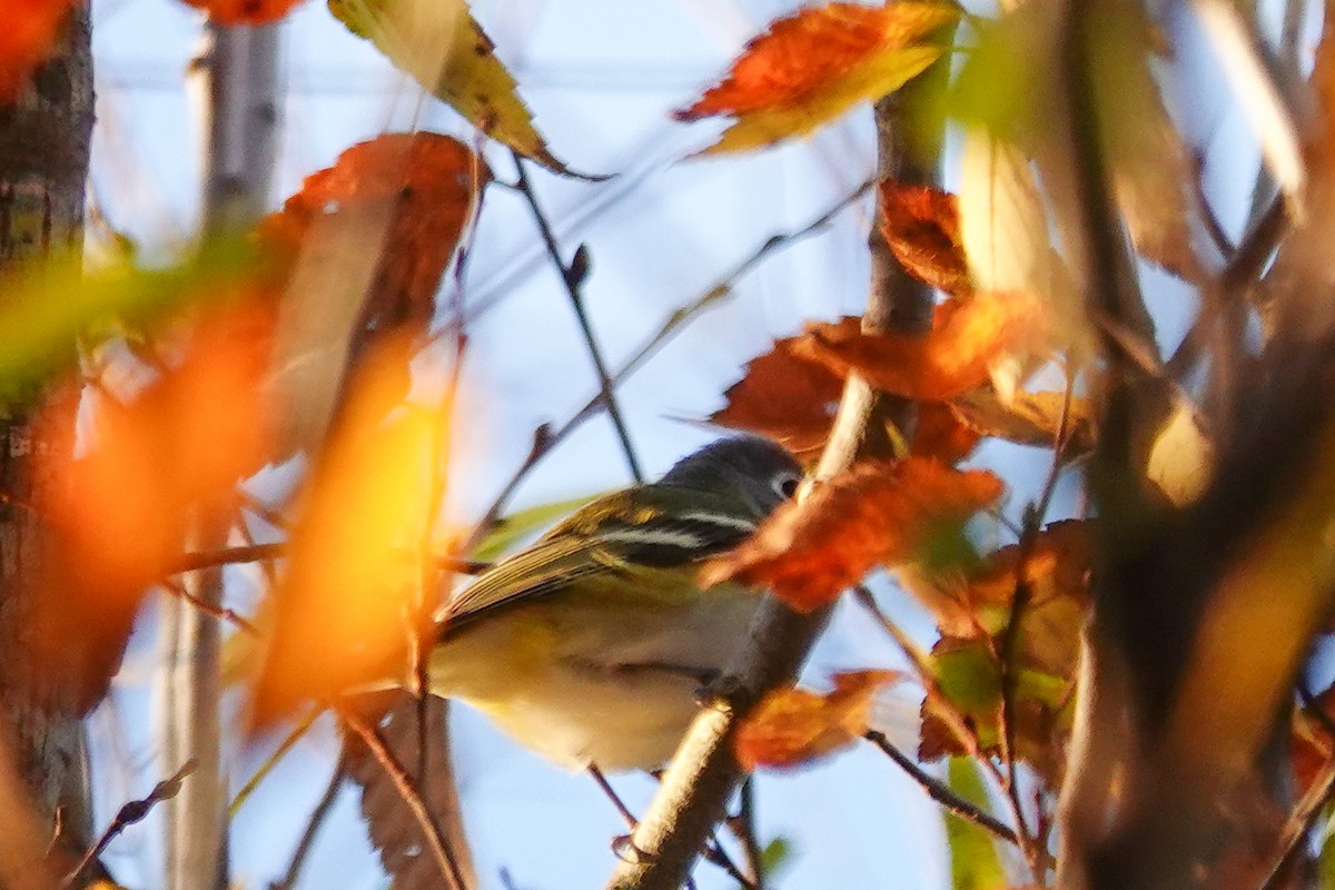 フタスジモズモドキ - ML647256711