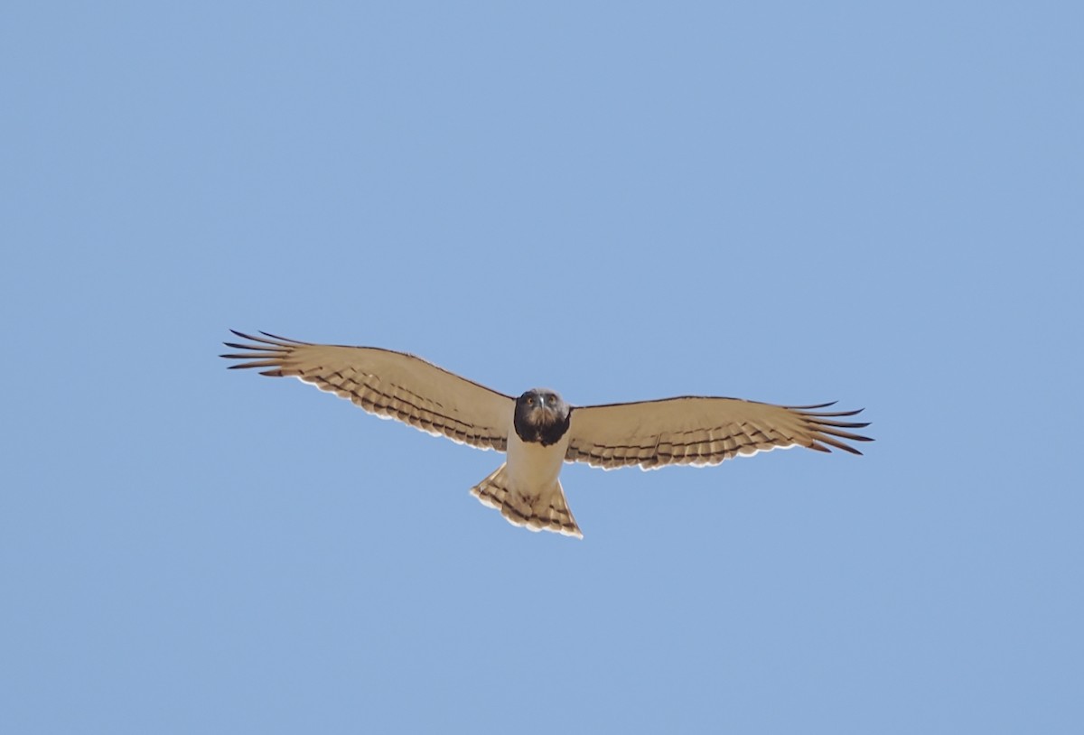 Змієїд чорноволий - ML647256712