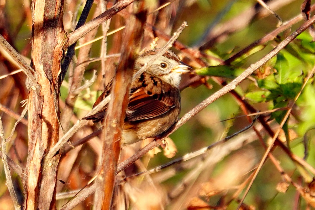 Swamp Sparrow - ML647256715