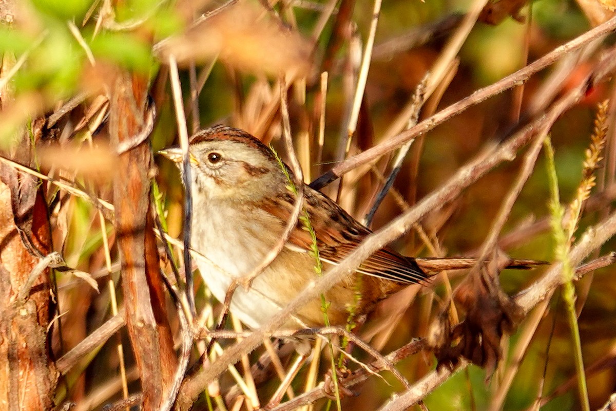 Swamp Sparrow - ML647256716