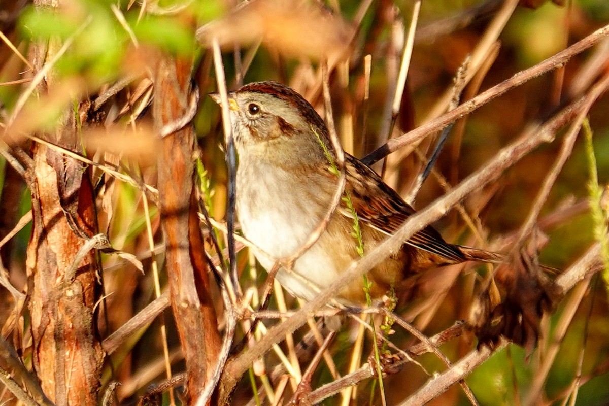 Swamp Sparrow - ML647256717