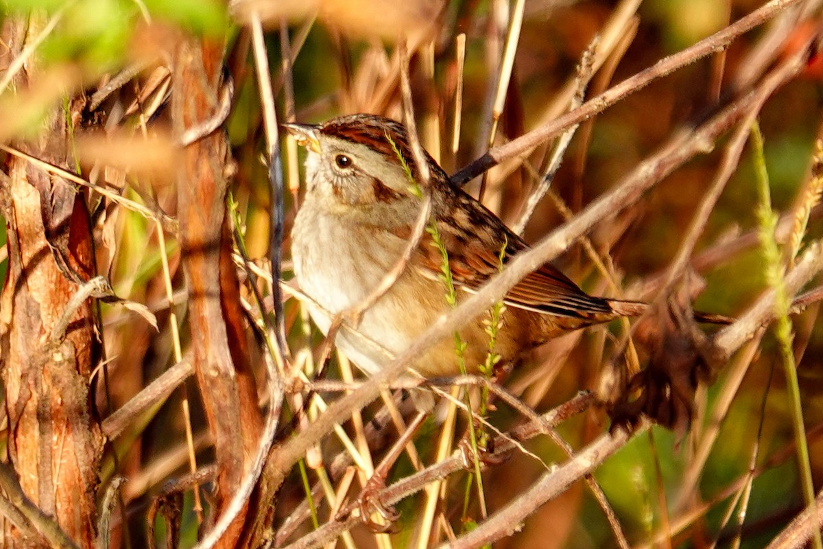 Swamp Sparrow - ML647256718