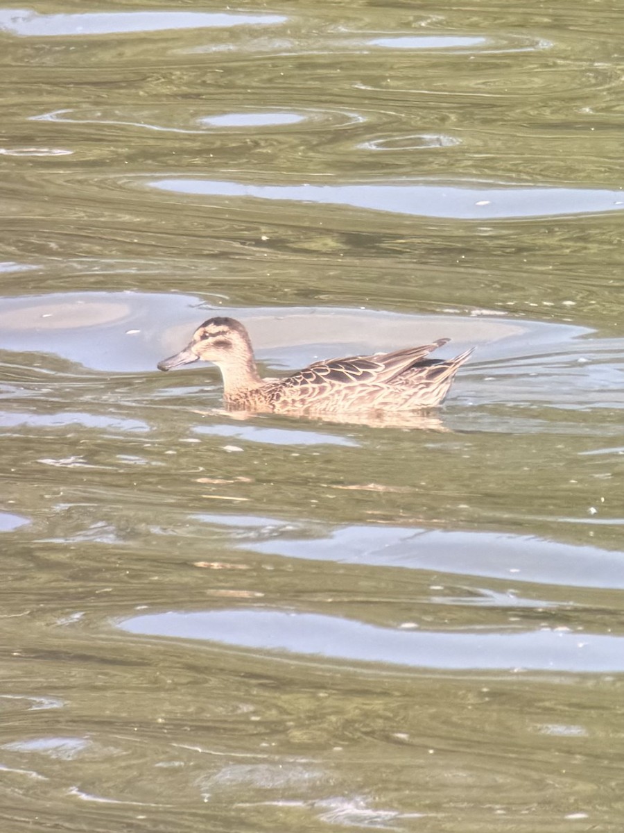 čírka modrá - ML647256721