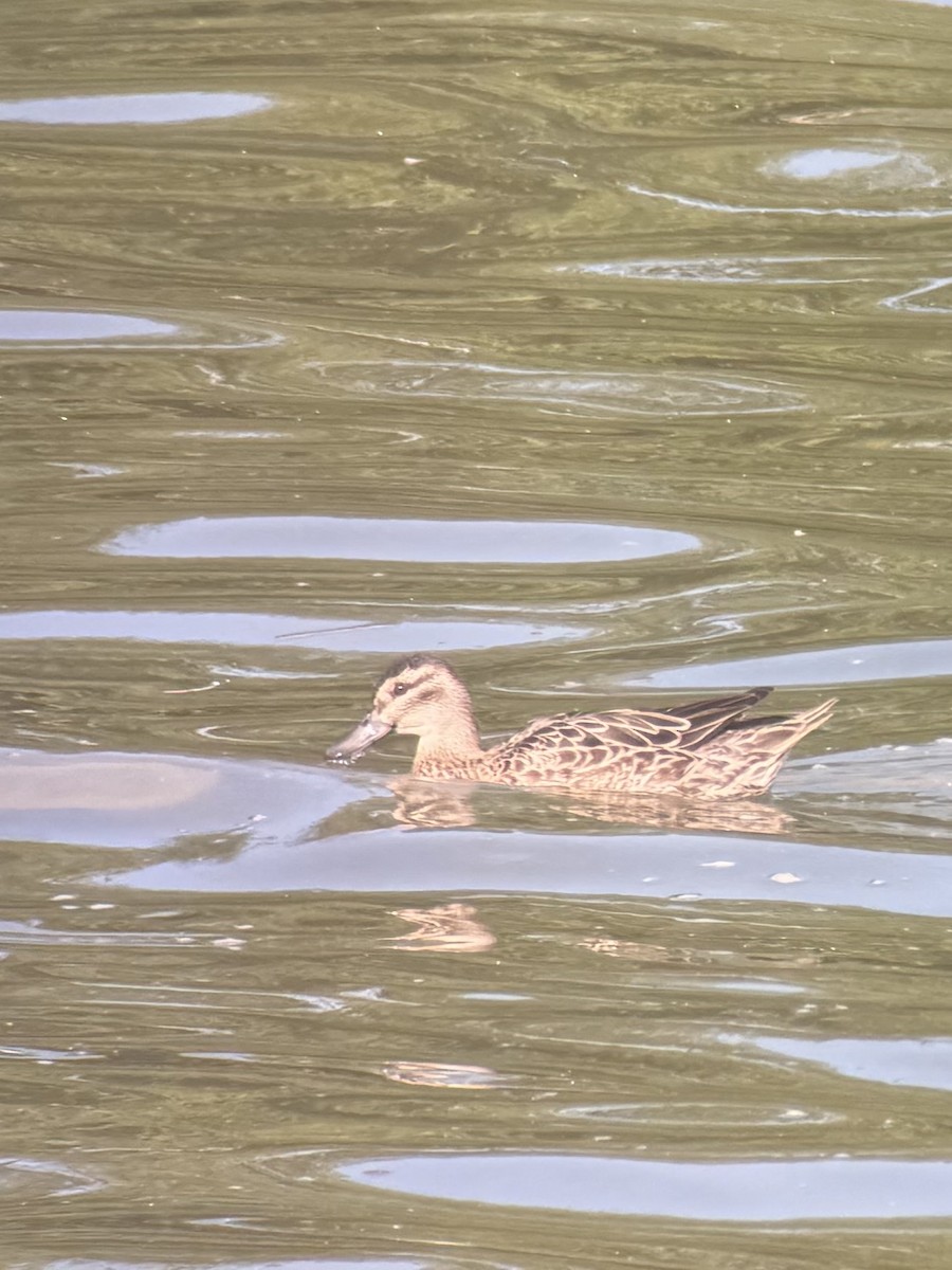 čírka modrá - ML647256722