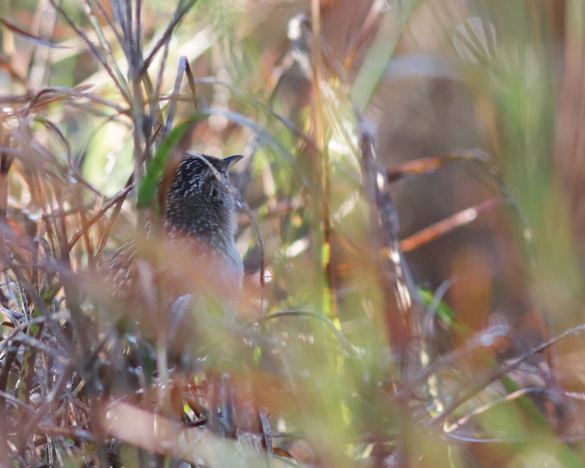Sedge Wren - ML647256723