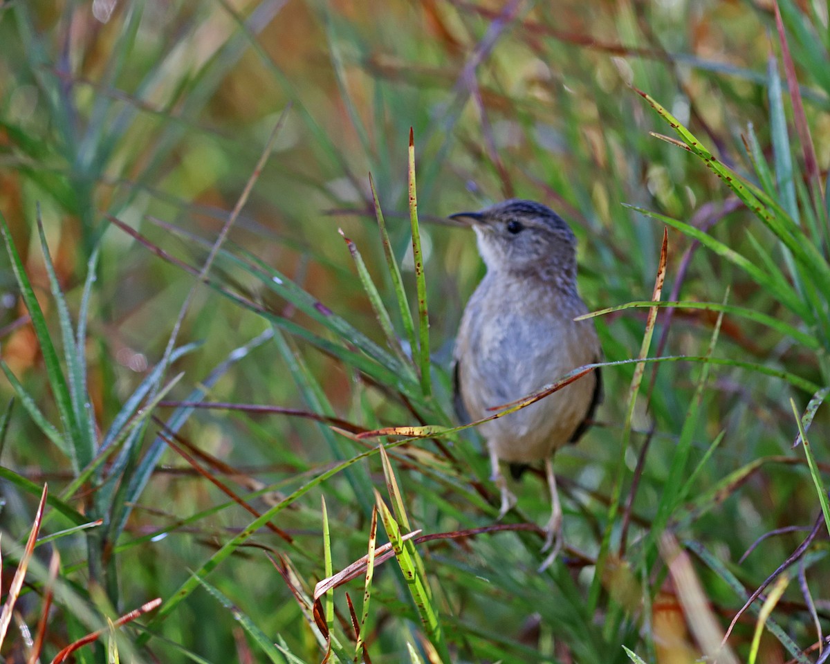 Sedge Wren - ML647256724