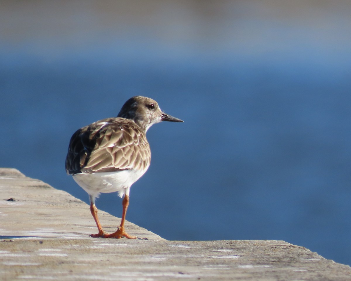 ארנריה אדמונית - ML647256730