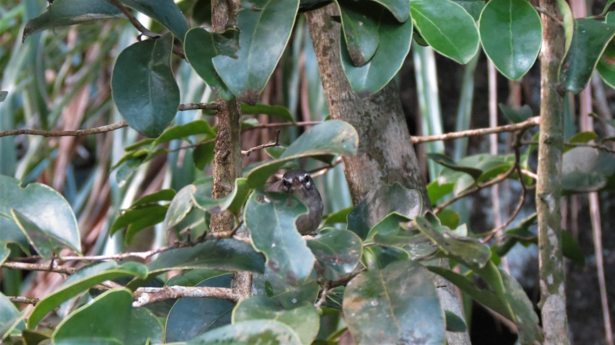 Plumbeous Warbler - ML647256732