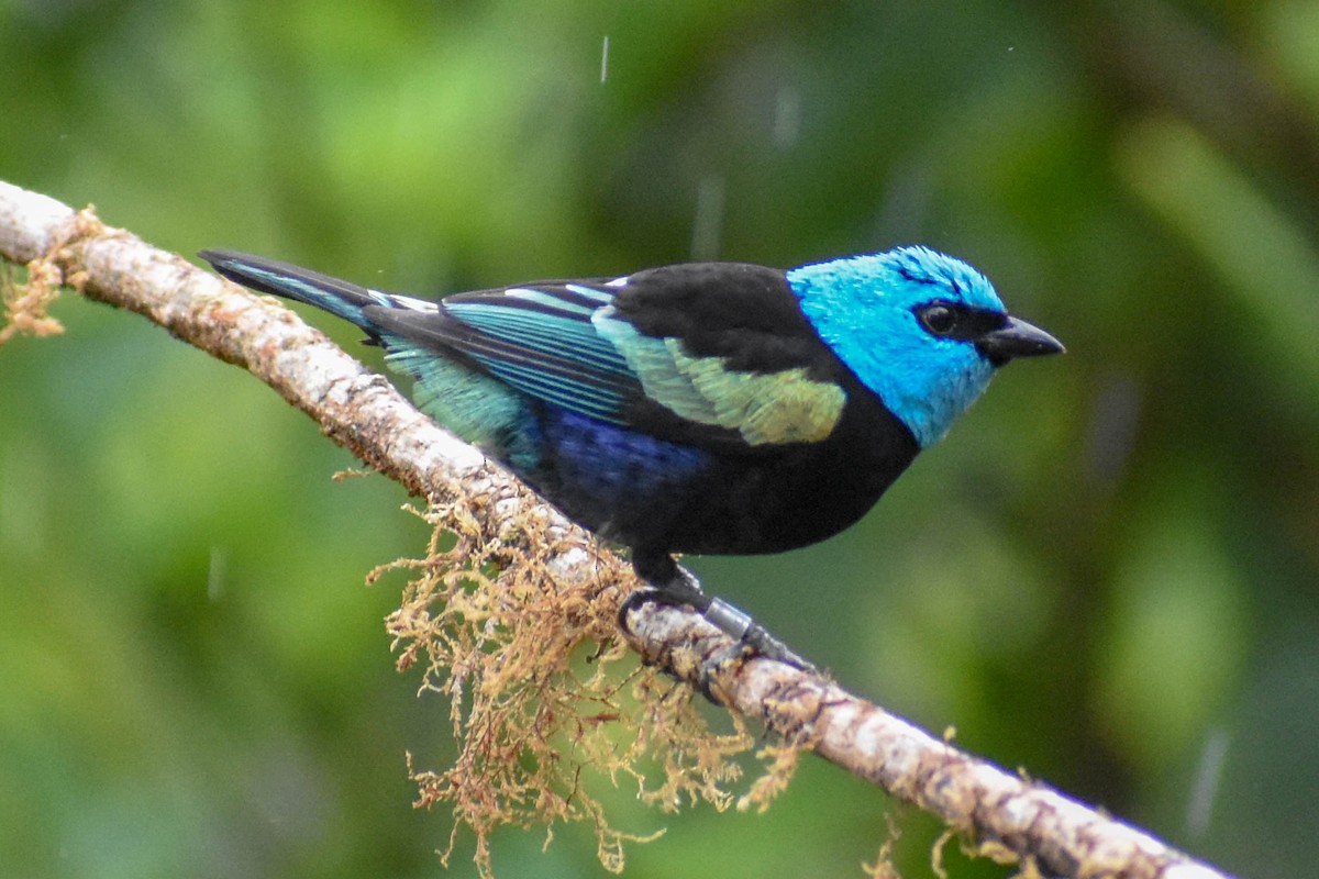 Blue-necked Tanager - ML647256734
