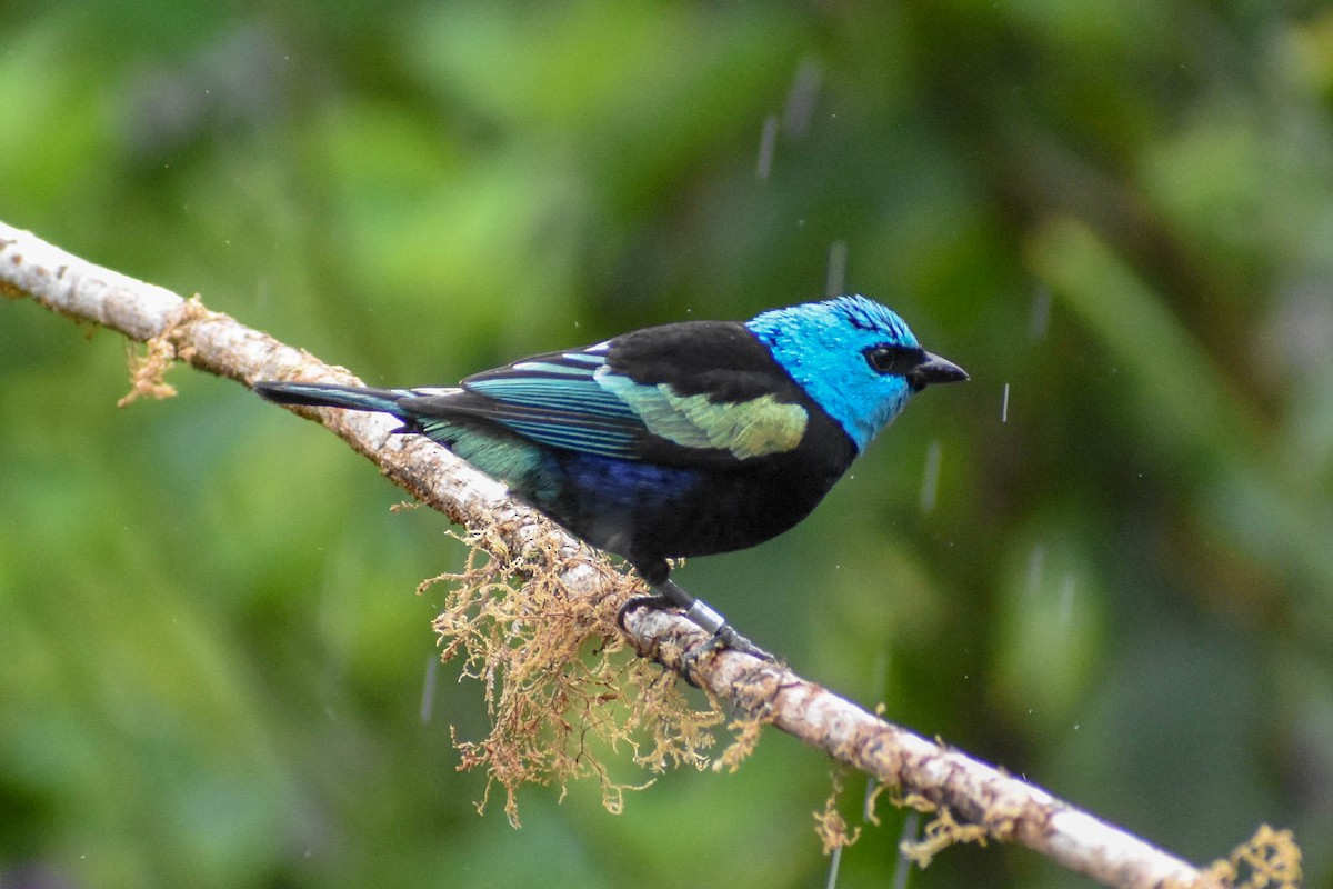 Blue-necked Tanager - ML647256740