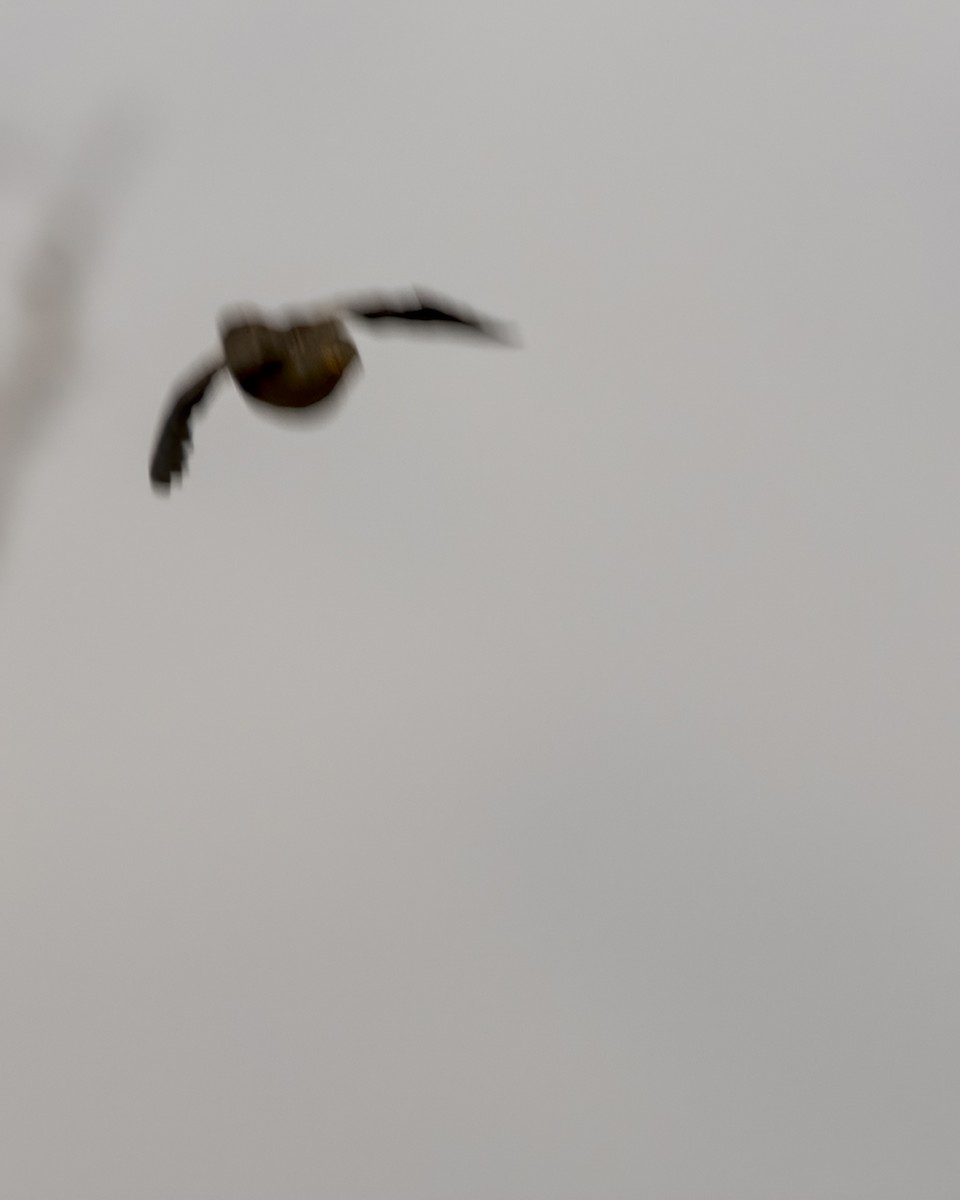 ヌマウズラ - ML647256755