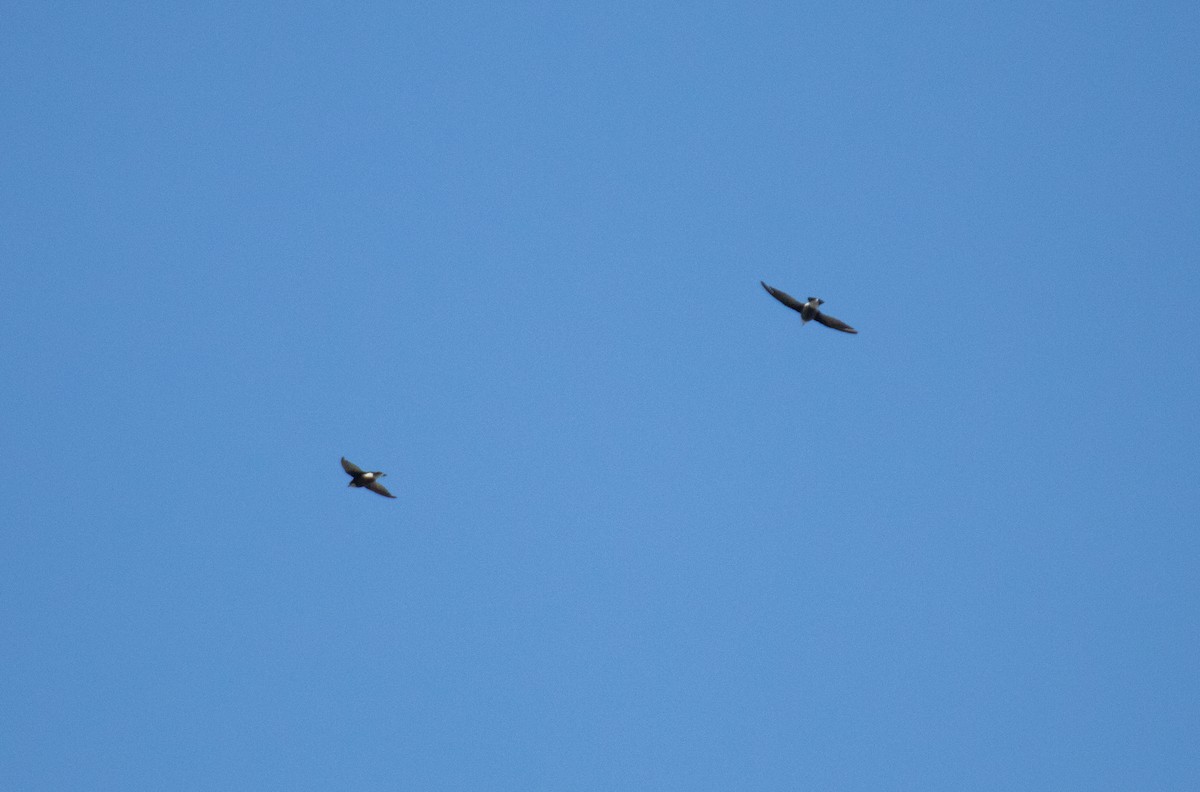 White-throated Needletail - ML647256757