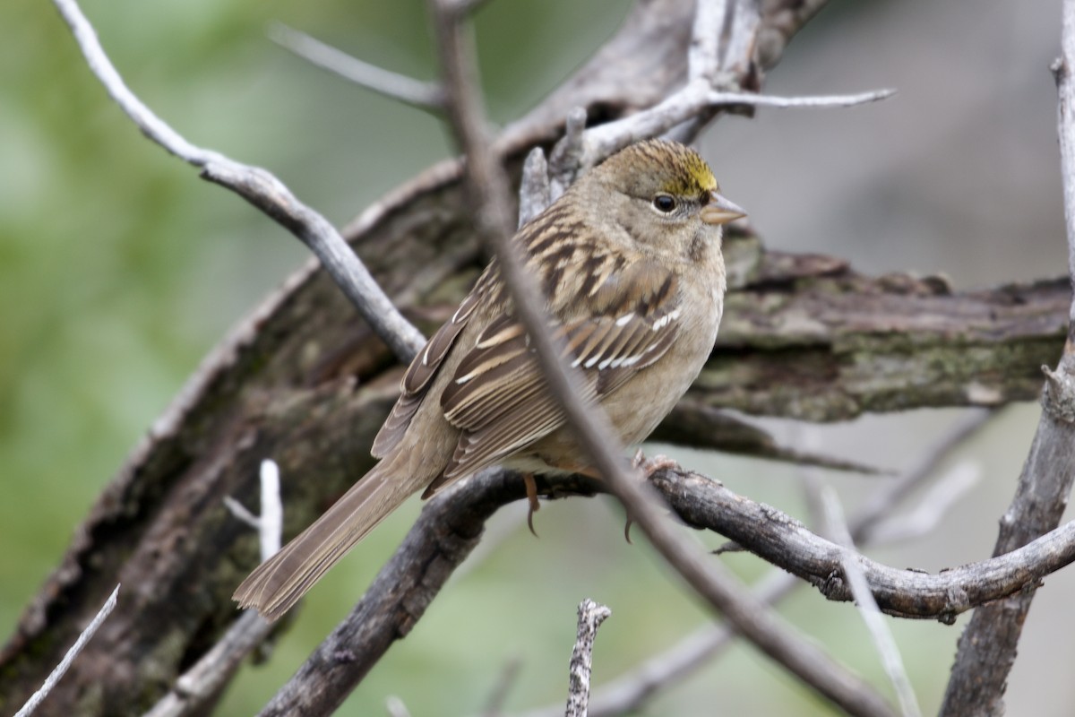 キガシラシトド - ML647256761