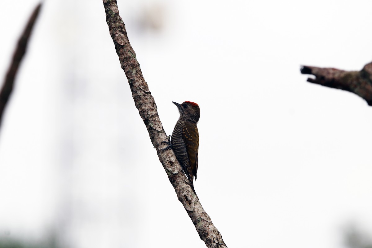 spurvespett - ML647256762