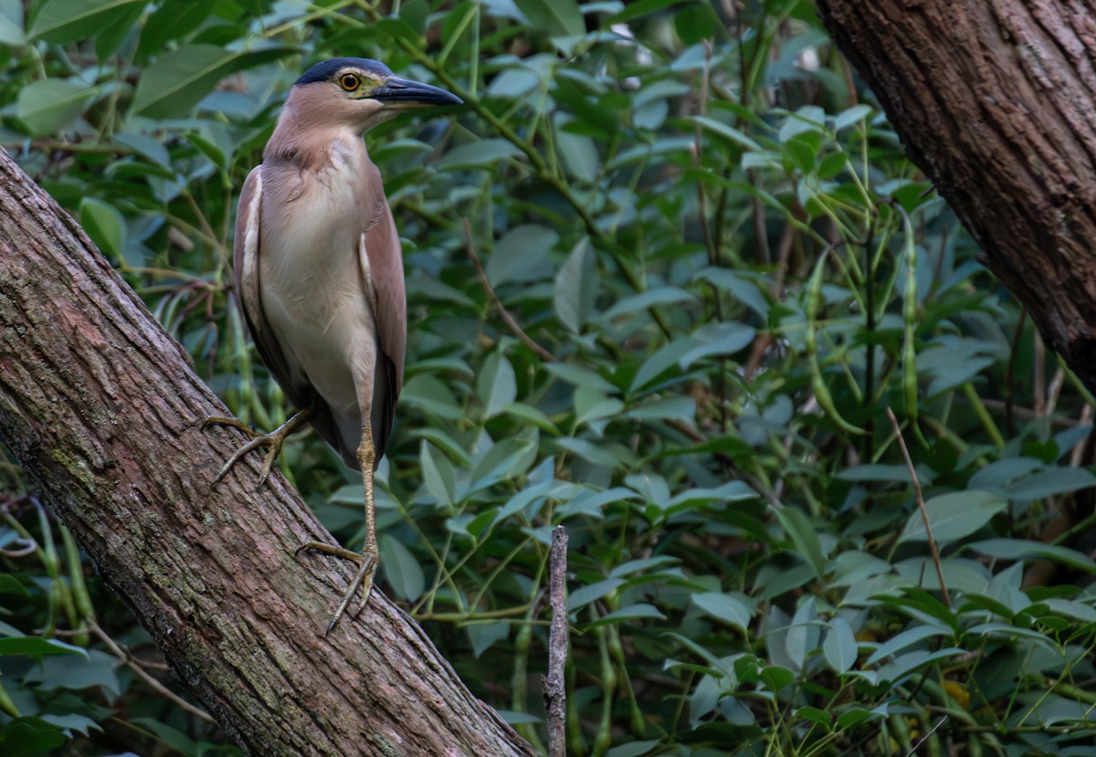 Nankeen Night Heron - ML647256770