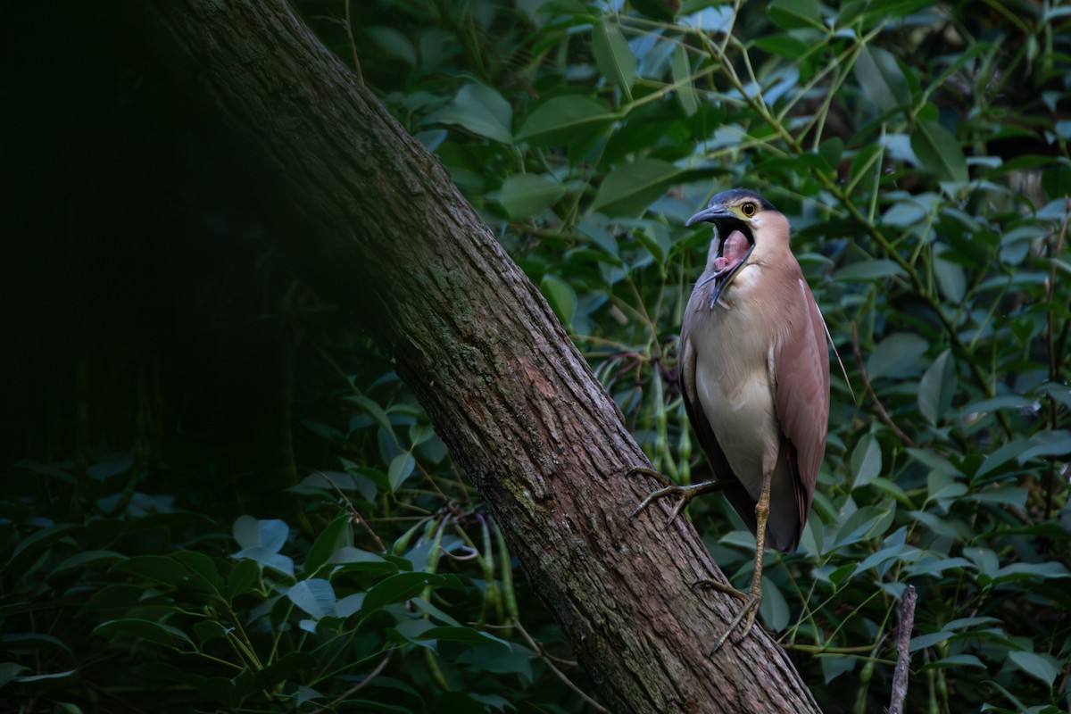 Nankeen Night Heron - ML647256771
