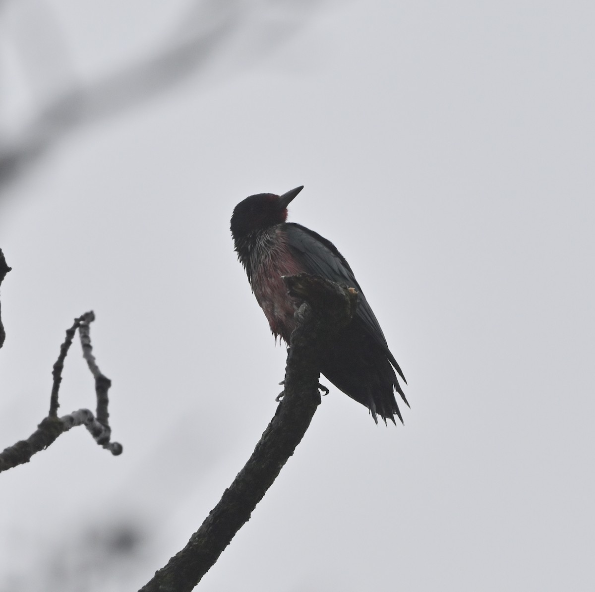 Blutgesichtspecht - ML647256772