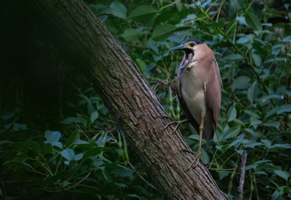Nankeen Night Heron - ML647256773