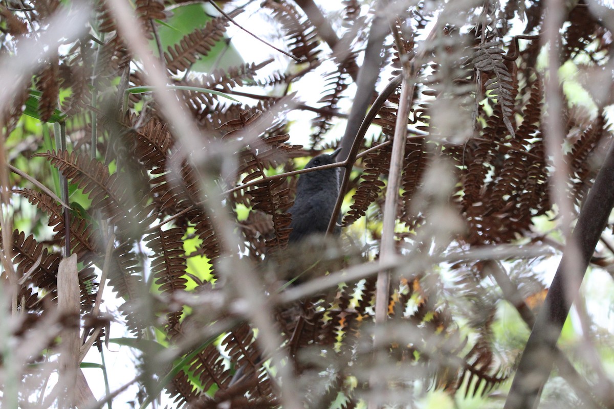 diamantinatapakulo - ML647256774