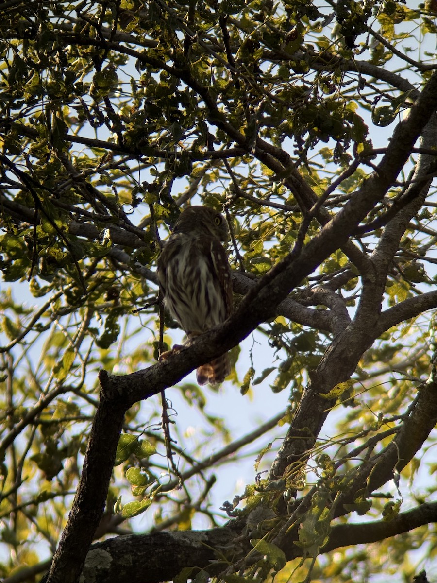 アカスズメフクロウ - ML647256782